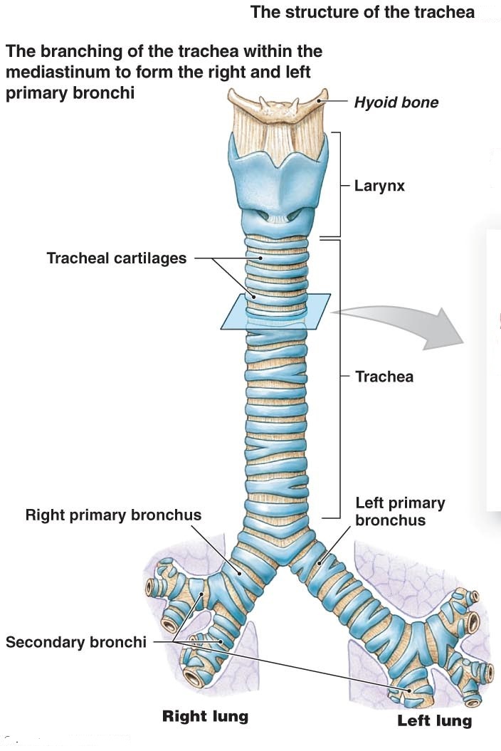 Пищевод бронхи. Дыхательная система трахея анатомия человека. Анатомия трахеи у детей. Трахея атлас Синельникова. Строение трахеи собаки.
