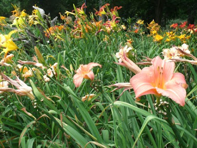 Rosetta McClain gardens daylily bed by garden muses: a Toronto gardening blog