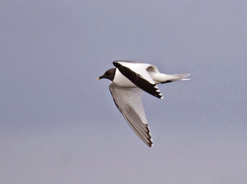 Sabine's Gull