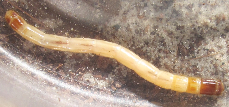 Eusattuslarva%25238.JPG