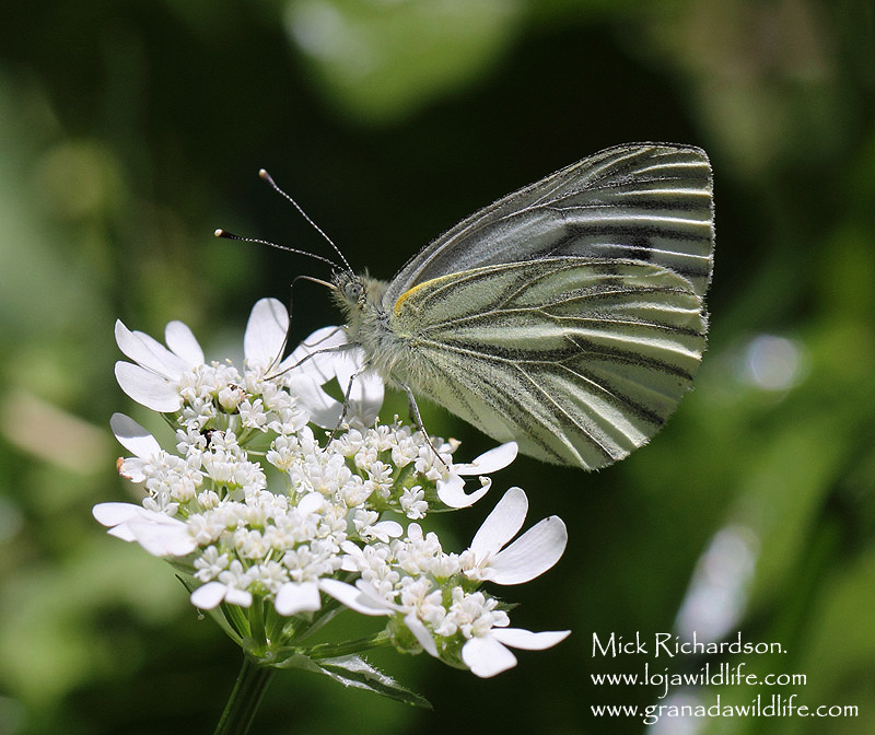 Butterflies Of The Western Palearctic Slovenia August 2015