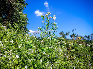 Natural Landscape Farm Fields With White Flowers Of Wild Shrub Plants On A Sunny Day At The Village North Bali Indonesia