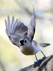 winter birds texas se yards fly birding wildlife watching sometimes fence pose though visit
