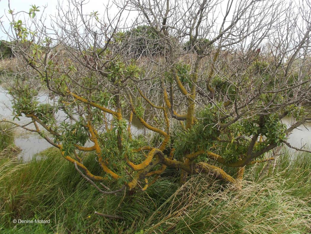 MORE INTERESTING PLANTS IN NEW ZEALAND