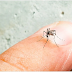 Beware, This Causes Dengue Hemorrhagic Fever Occurs in the Rainy Season