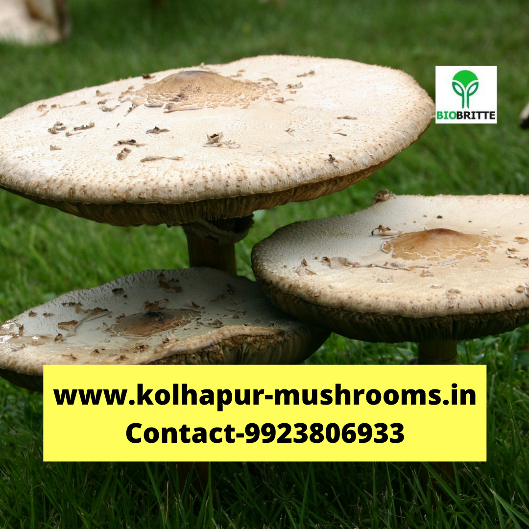 Oyster mushroom spawn price per kg Edible mushrooms Mushroom