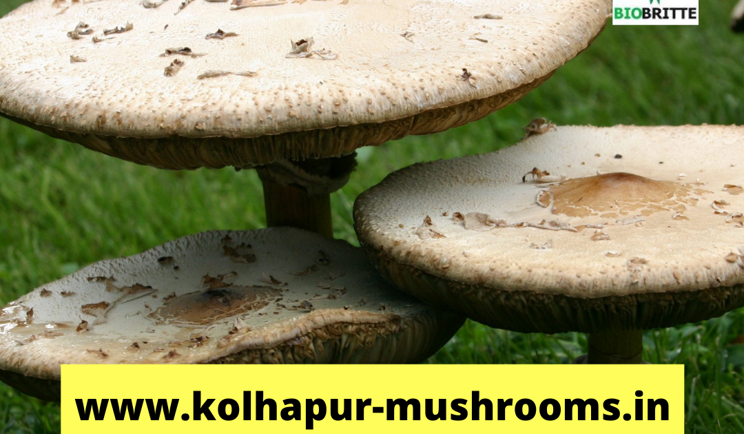 Oyster mushroom spawn price per kg Edible mushrooms Mushroom