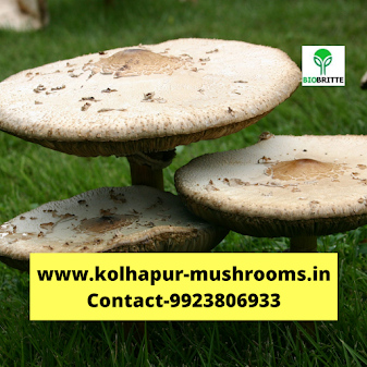 Oyster mushroom spawn price per kg | Edible mushrooms | Mushroom