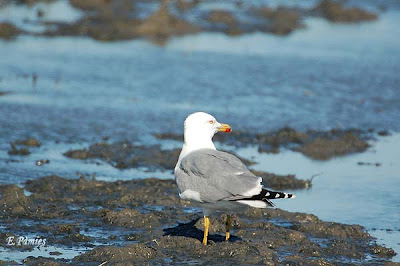 Gavià argentat (Larus michahellis)