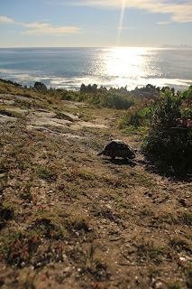 Schildkröte kreuzt den Weg Schildkröte kreuzt den Weg