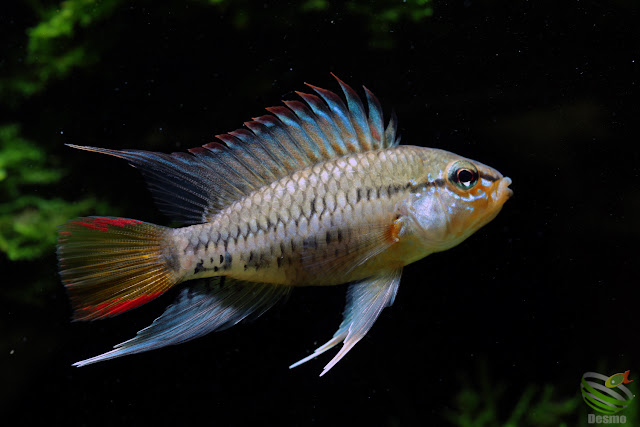 F1 Apistogramma viejita