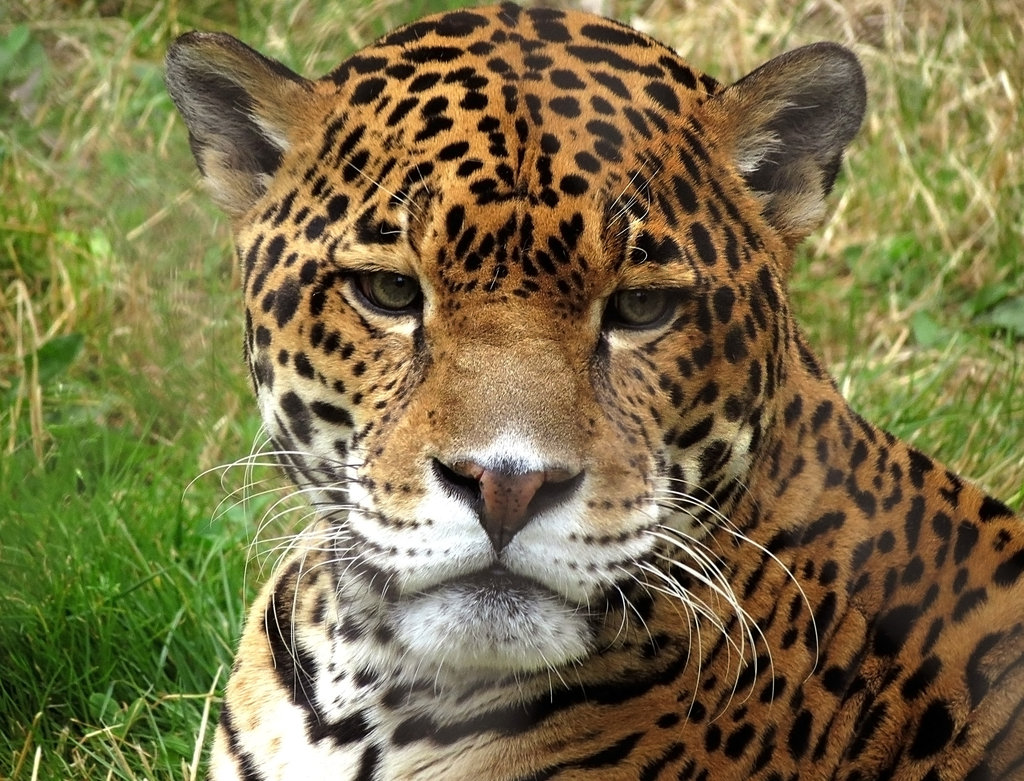 Jaguar stock Khmer Quality of Photos