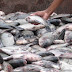 Prefeitura de Pedras de Fogo abre licitação para comprar peixe e distribui com a população na Semana Santa