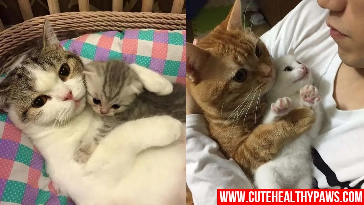 Reasons mother cats eat their kittens and how to prevent it Cute