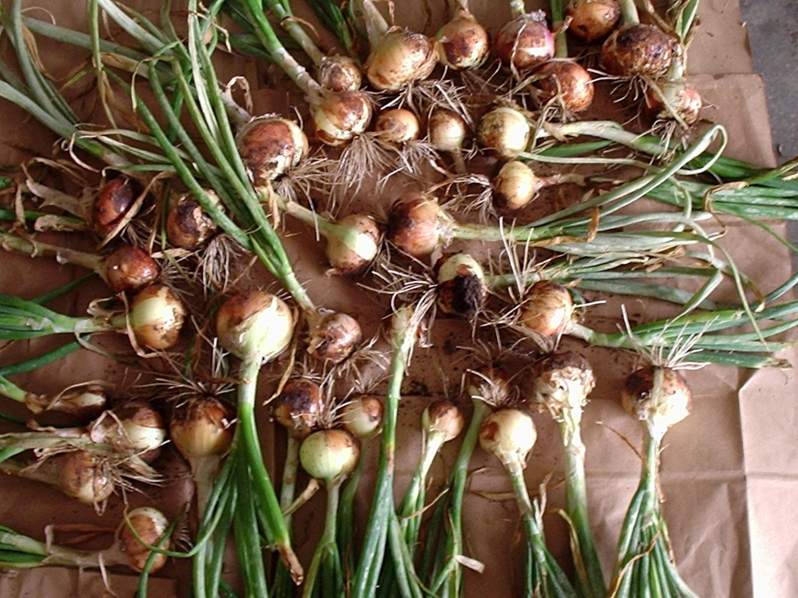 TEXAN Harvesting and preserving the onions
