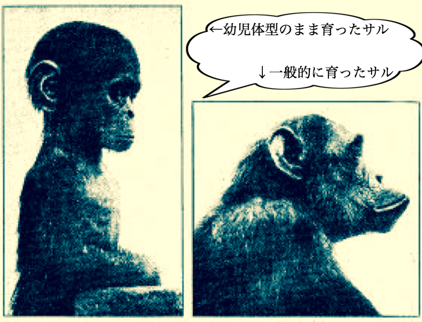 幼形進化