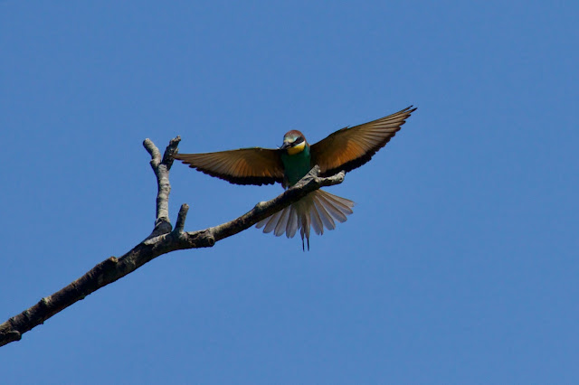 European Bee-eater Merops apiaster. Vienne. France. Photo by Ingrid de Winter for Loire Valley Time Travel. European Bee-eater Merops apiaster. Vienne. France. Photo by Ingrid de Winter for Loire Valley Time Travel.