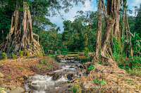 Wisata Akar Seribu Mojokerto