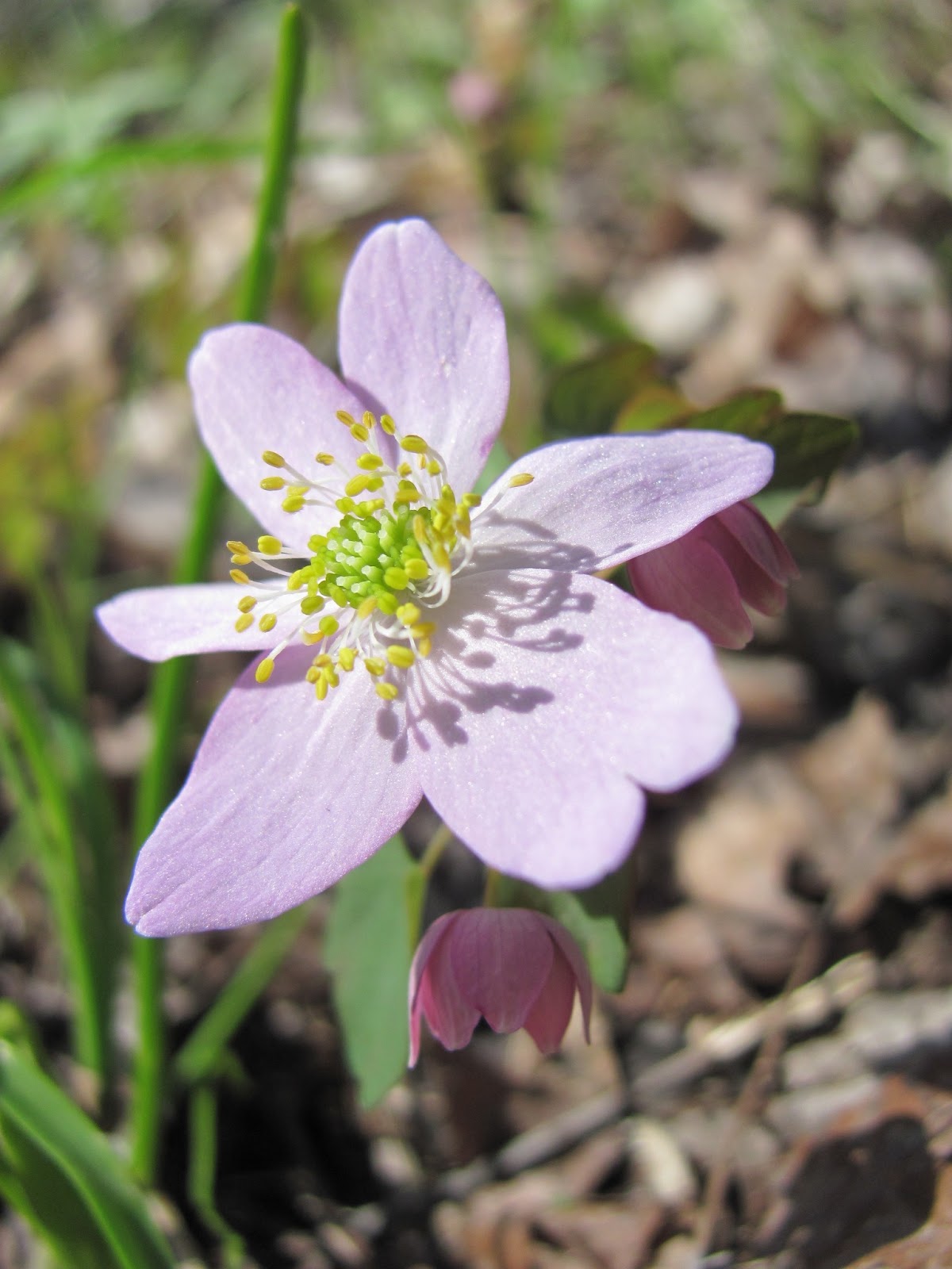 curving back first woodland wildflowers