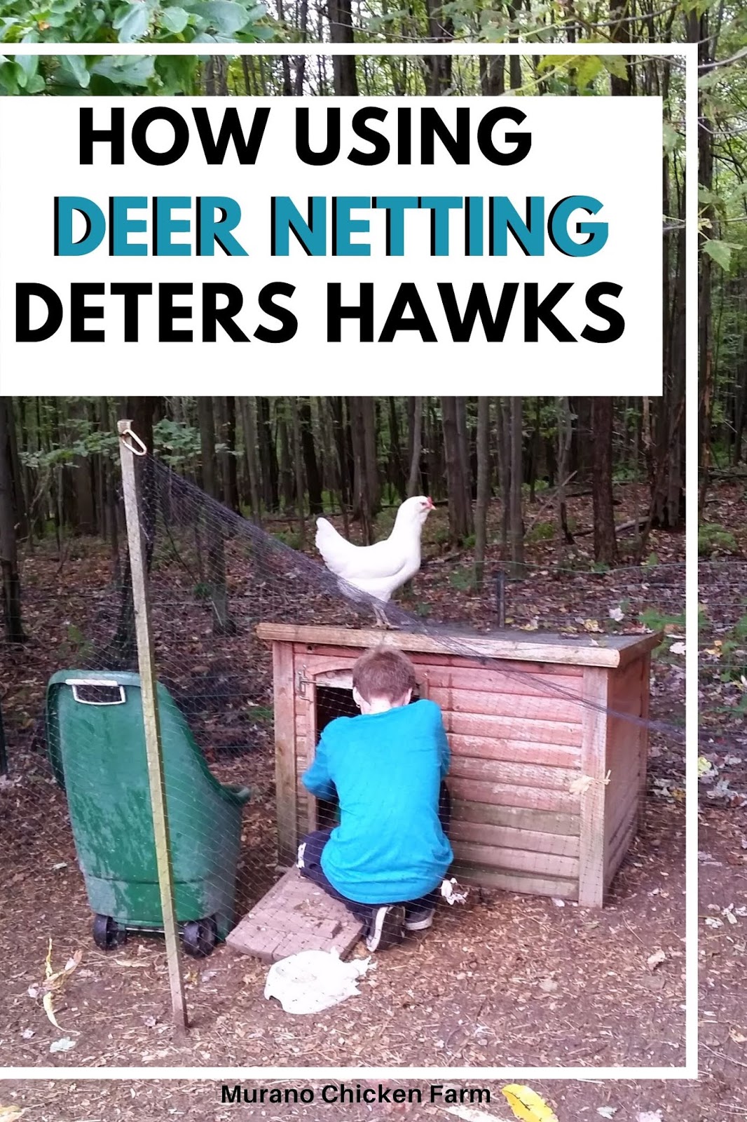 How using deer netting can deter hawks Murano Chicken Farm