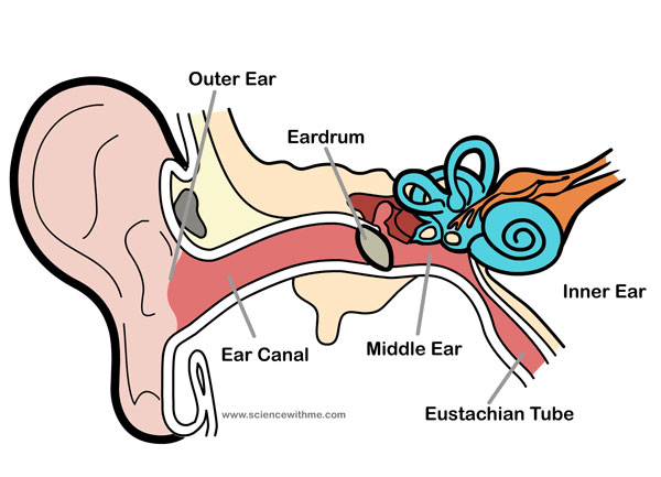 CBM CEIP PINTOR PEDRO CANO: How Your Ears Work