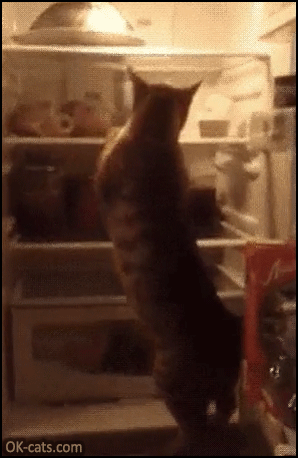Funny Cat GIF • CATastrophe in the fridge! Hungry clumsy Cat tries to climb but fails! [ok-cats.com]