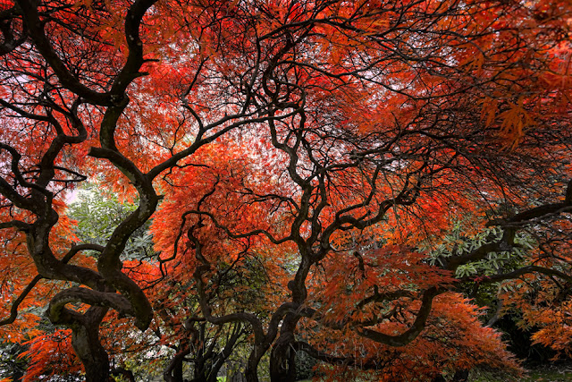 Tree in full autumn bloom at Margam Country Park by Martyn Ferry Photography