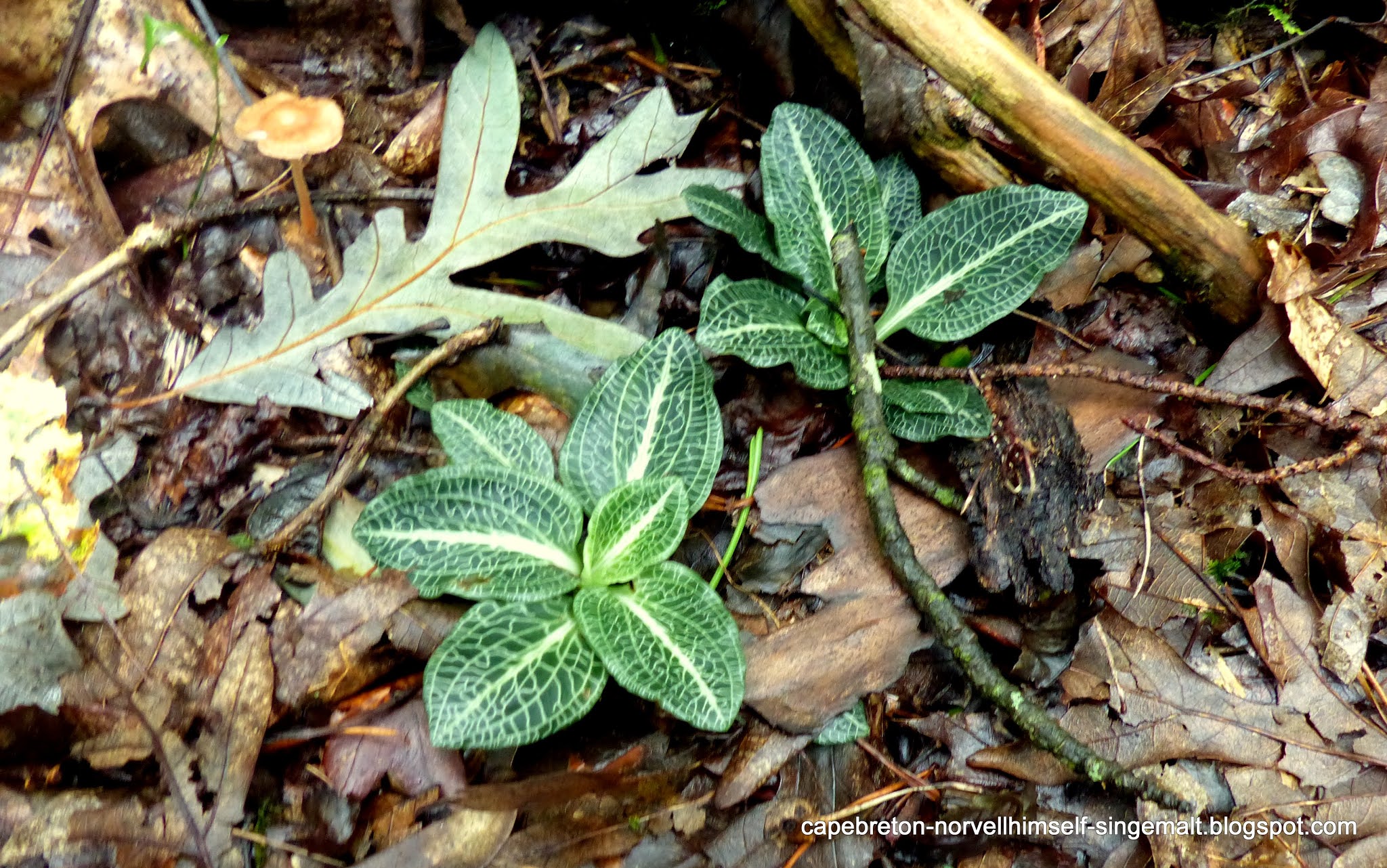 CapeBreton-NorvellHimself-SingleMalt: Goodyera pubescens - The Downy
