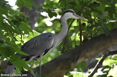 Bernat pescaire (Ardea cinerea)