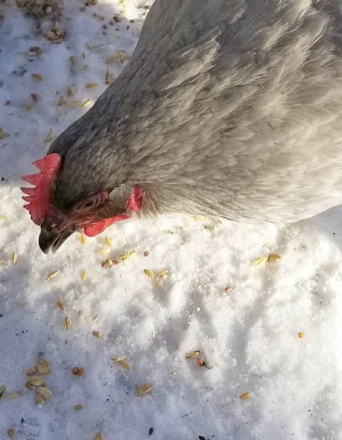 Chicken eating seeds in the snow