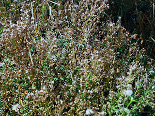 Wild Weeds On The Plant Field In A Dry Season At Banjar Kuwum, Ringdikit, North Bali, Indonesia