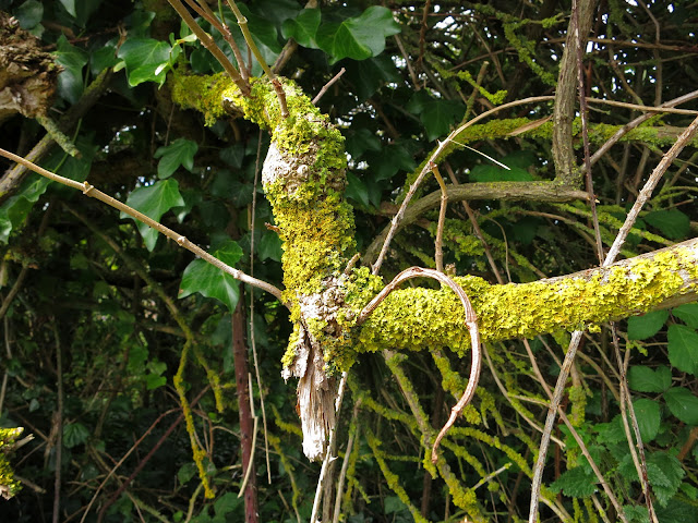 The leaf I've been following used to be in the crook of this lichen covered bough