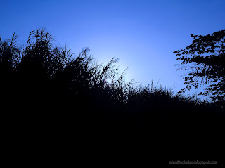 Sunshine Behind The Grassland Leaves And Trees At Tangguwisia Village, Seririt, North Bali, Indonesia