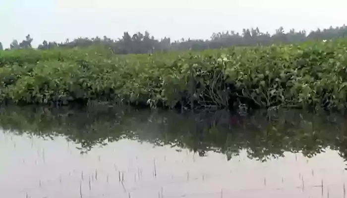  বন্যায় ভেসে গেছে বেগুন চাষীদের স্বপ্ন, নেওয়া হচ্ছে সরকারি ব্যবস্থা