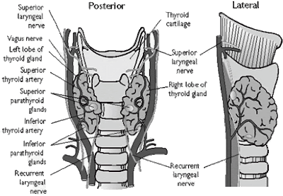 The anatomy of the region of the thyroid gland