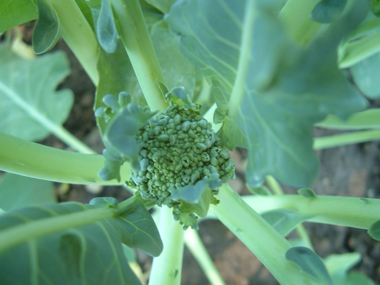 roots.rock.garden.: ...and we have broccoli!!!