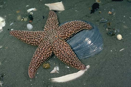 WHS AP Biology 2011: Organisms in Different Animal Phyla