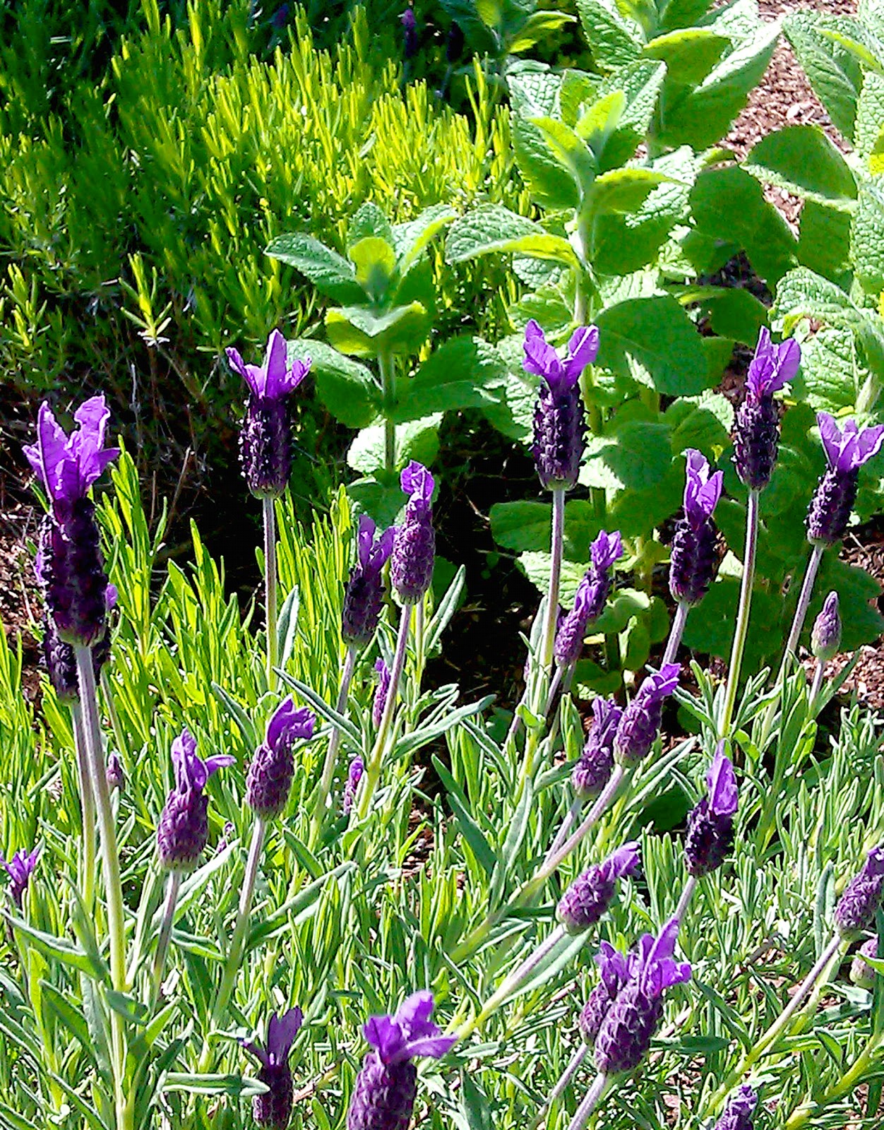 Mindful Magazine Edible Flowers