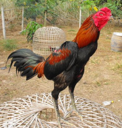 Manfaat Madu Untuk Sabung Ayam Manfaat Madu Untuk Sabung Ayam