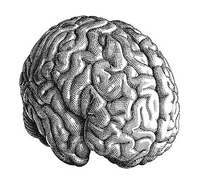 17-Brain-Olivia-Knapp-Cross-Hatch-Drawings-with-a-bit-of-Anatomy-www-designstack-co