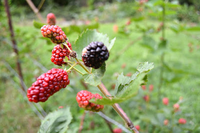 Thornless blackberries on the bushes at St Francis Cottage