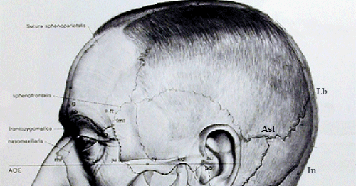 Выступ на черепе. Кости черепа теменная кость анатомия. Бугры затылочной кости анатомия. Строение черепа затылочные бугры. Затылочная кость черепа анатомия.