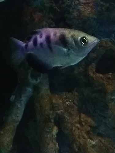 telescope goldfish red belly telescope goldfish red belly