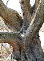 Ferida's tree