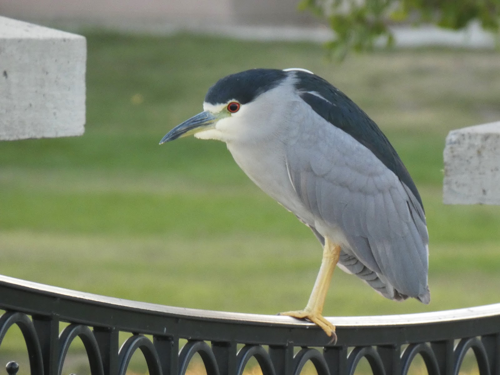 Geotripper's California Birds: Black-crowned Night Herons in the Daytime!