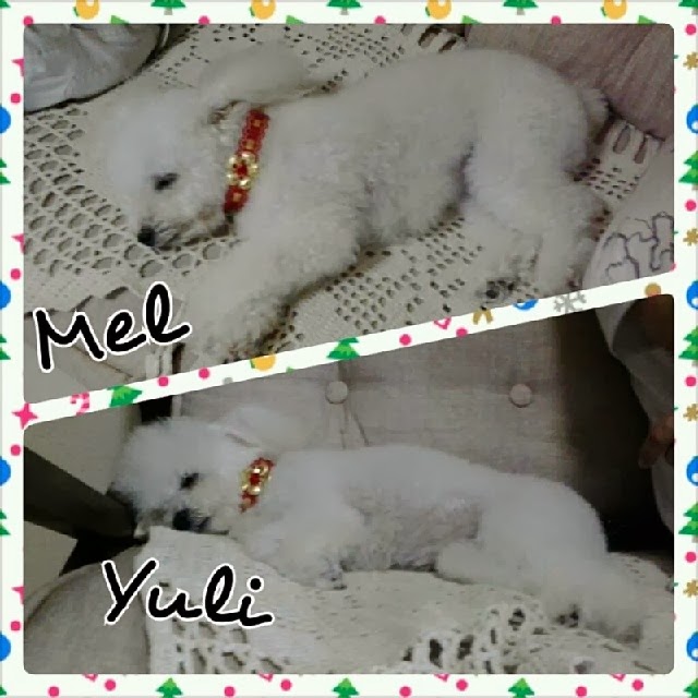 Mel e Yuli