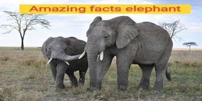 10 interesting facts about elephant in hindi general knowledge