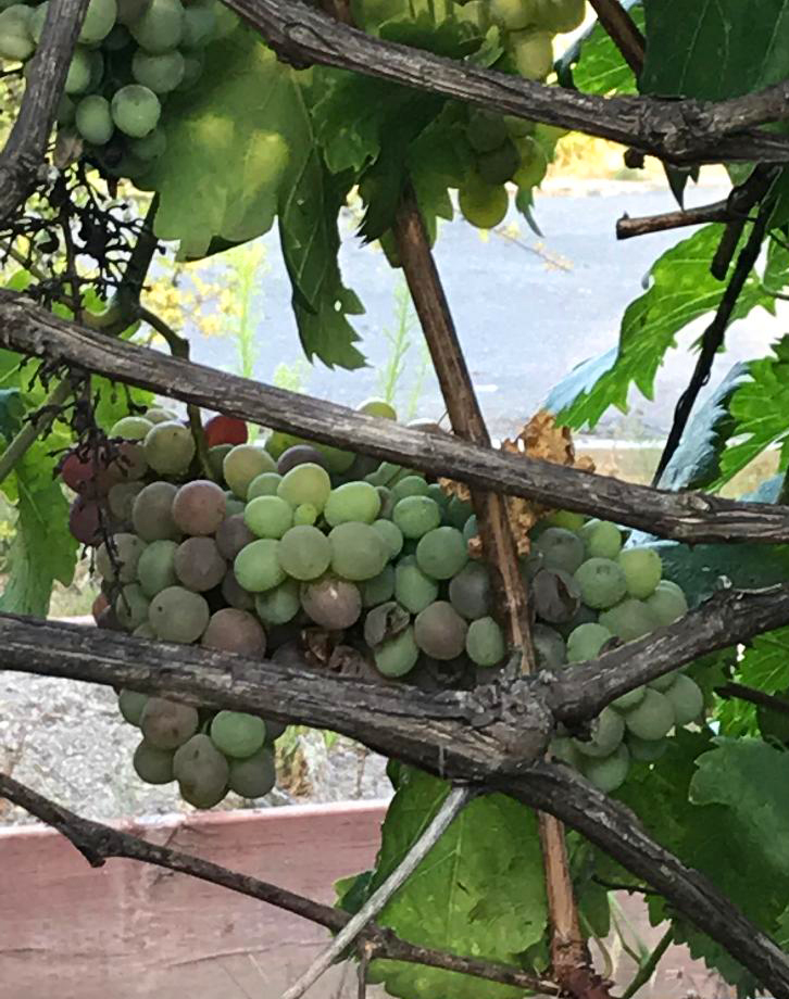 Food Wishes Video Recipes The Story of Kismet and Other Major Breaking