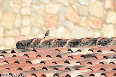 Cotxa fumada (Phoenicurus ochruros)