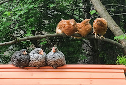 fox attack survives star chickens